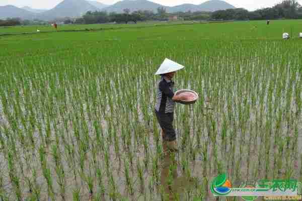 水稻高产栽培实施方案(水稻高产栽培模式)